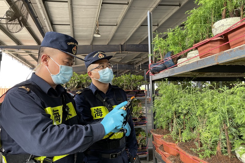 圖為:深圳海關所屬大鵬海關關員對植物水杉實施查驗++樊俊杰攝3 圖為:深圳海關所屬大鵬海關關員對植物水杉實施查驗++樊俊杰攝3